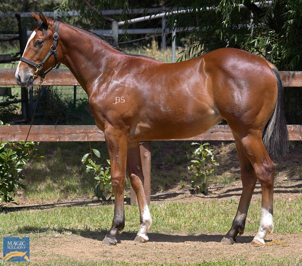 Unite and Conquer (AUS) / Falqueen (AUS) 2022 Colt - Image 2