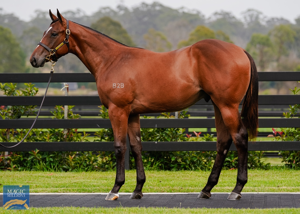 Ole Kirk (AUS) / Brugal Reward (AUS) 2022 Colt - Image 1
