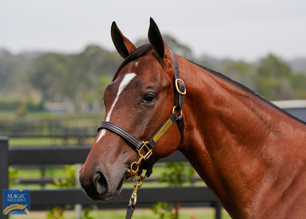 Ole Kirk (AUS) / Brugal Reward (AUS) 2022 Colt - Image 1