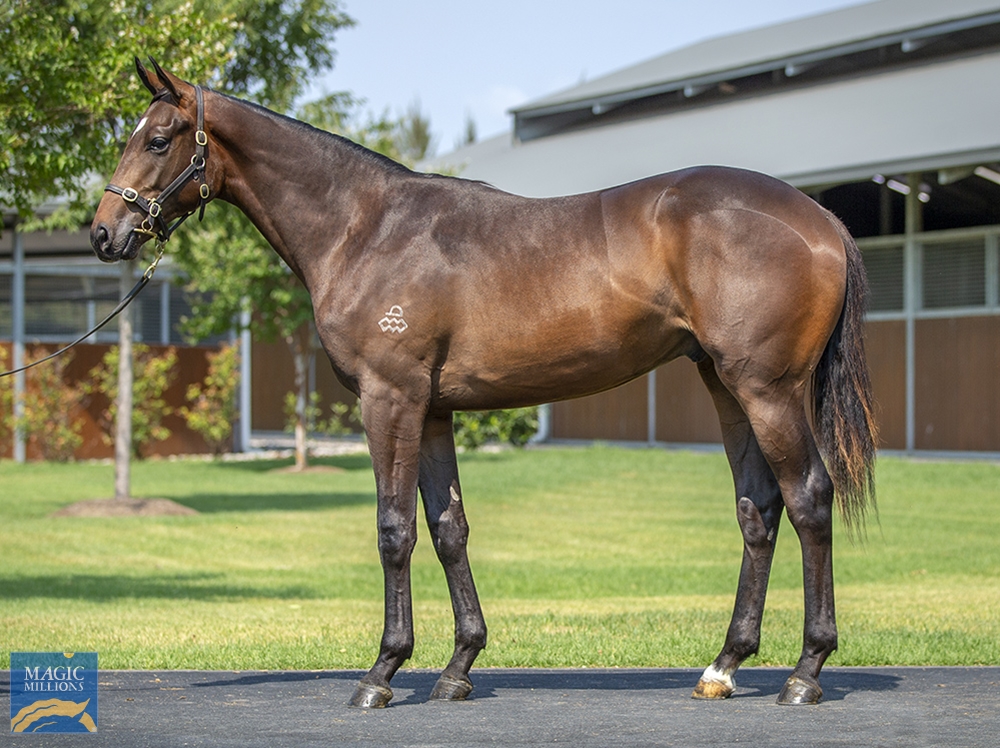 The Autumn Sun (AUS) / Gravity Zero (AUS) 2022 Colt - Image 1