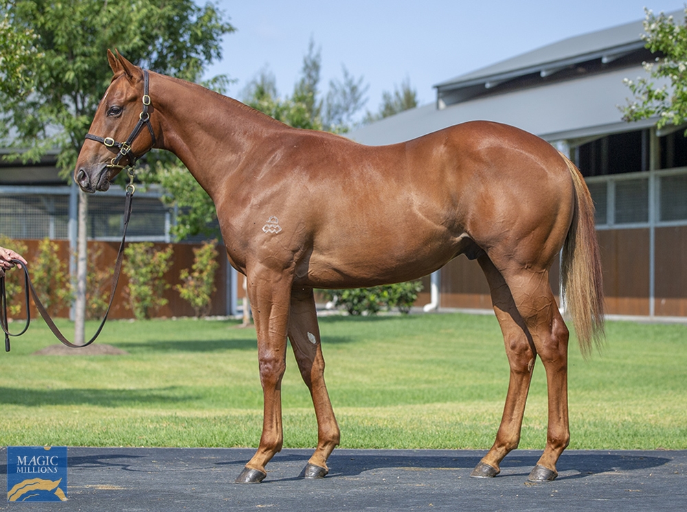 The Autumn Sun (AUS) / Meraki Miss (AUS) 2022 Colt - Image 1
