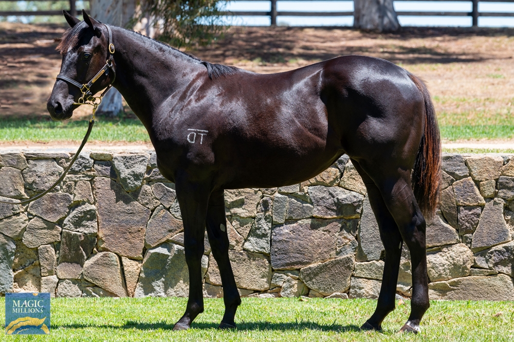 Lonhro (AUS) / Virgo (AUS) 2022 Filly - Image 1