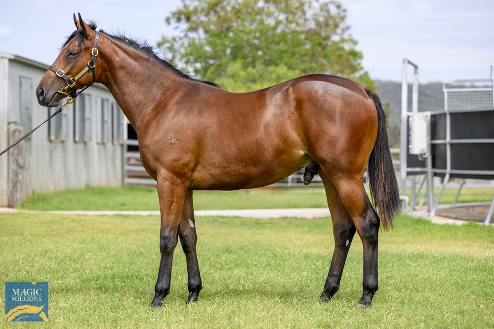 King's Legacy (AUS) / Brazen Touch (AUS) 2022 Colt - Image 1