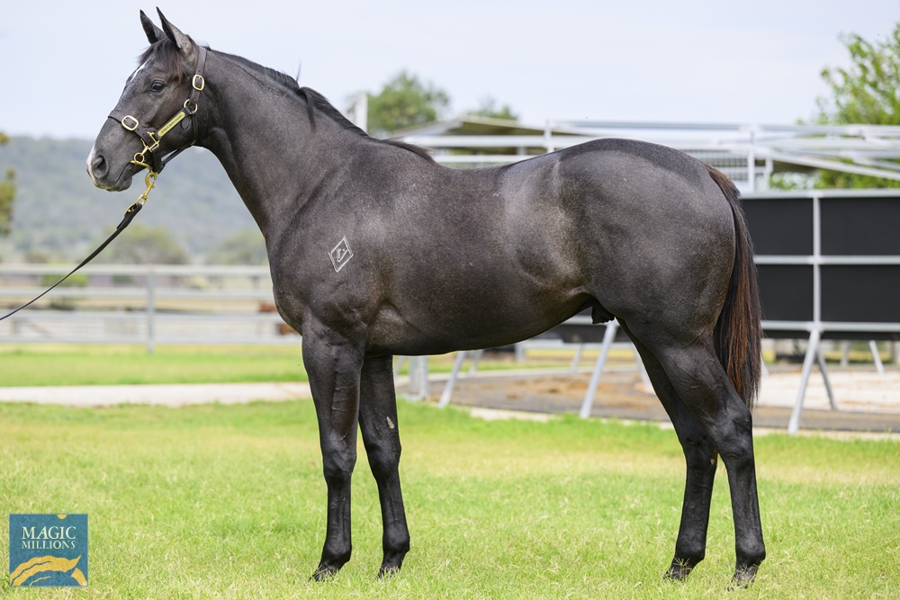 North Pacific (AUS) / Graylight Girl (AUS) 2022 Colt - Image 1