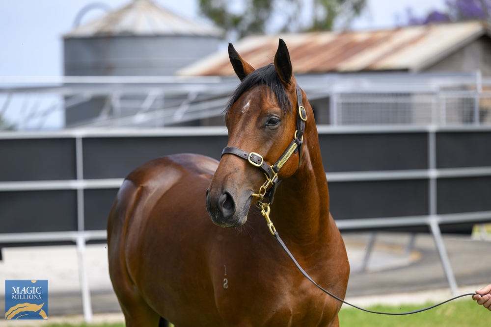King's Legacy (AUS) / Brazen Touch (AUS) 2022 Colt - Image 2