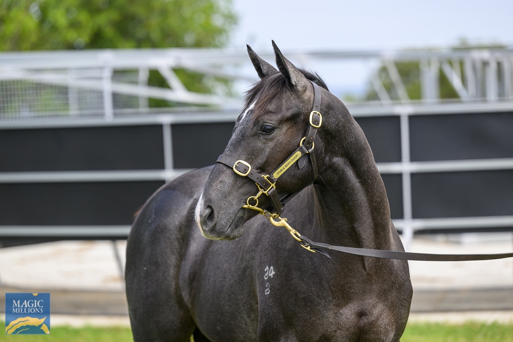 North Pacific (AUS) / Graylight Girl (AUS) 2022 Colt - Image 2