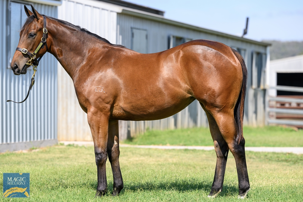 Strasbourg (AUS) / Ocean Spirit (AUS) 2022 Filly - Image 1