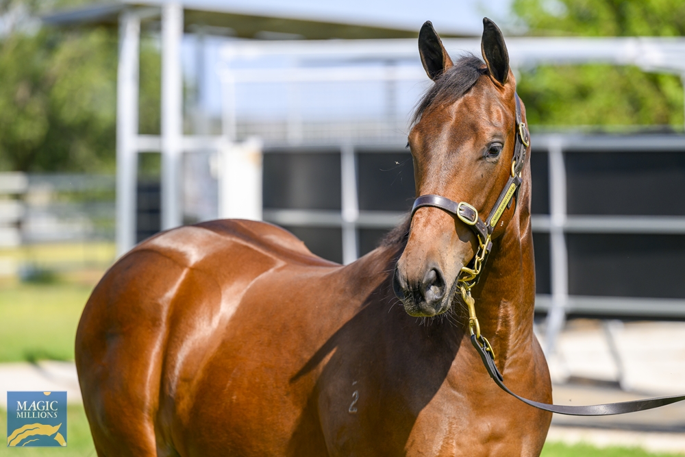 Strasbourg (AUS) / Ocean Spirit (AUS) 2022 Filly - Image 2