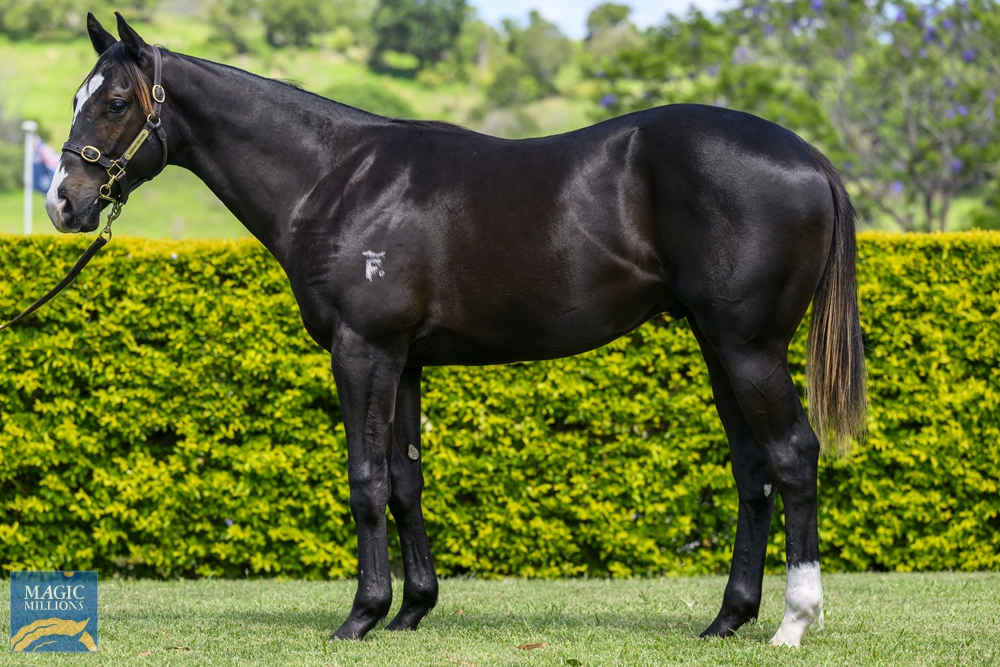 Better Than Ready (AUS) / Dreamarcher (USA) 2022 Colt - Image 1
