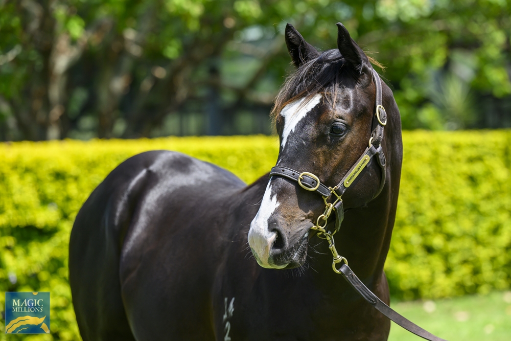 Better Than Ready (AUS) / Dreamarcher (USA) 2022 Colt - Image 2