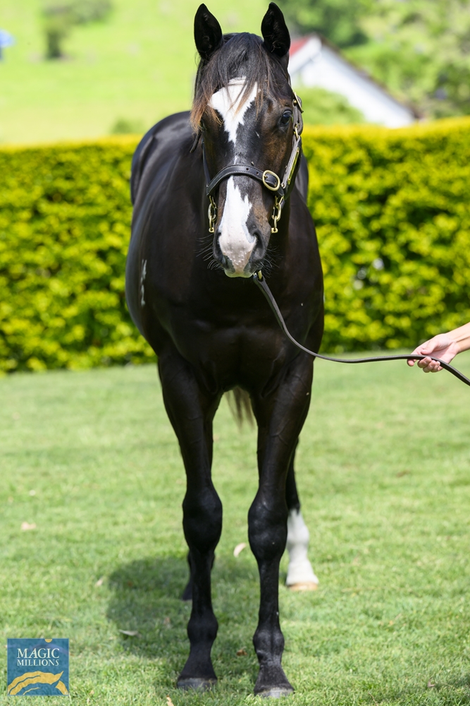 Better Than Ready (AUS) / Dreamarcher (USA) 2022 Colt - Image 3