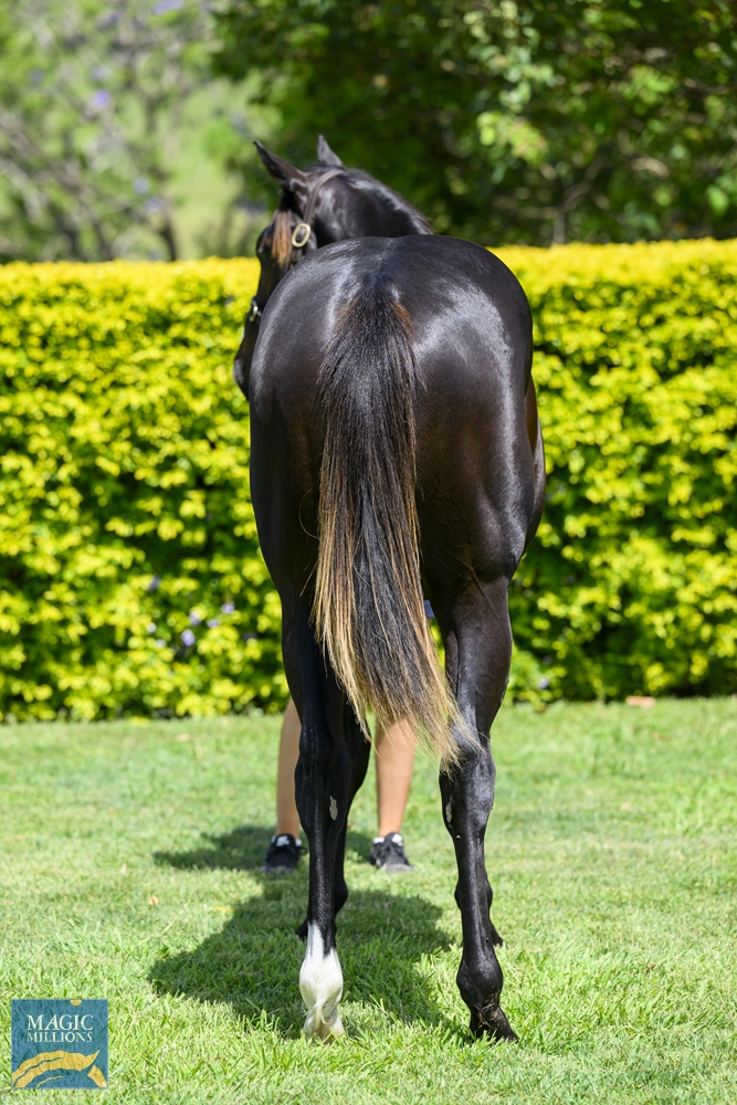 Better Than Ready (AUS) / Dreamarcher (USA) 2022 Colt - Image 4