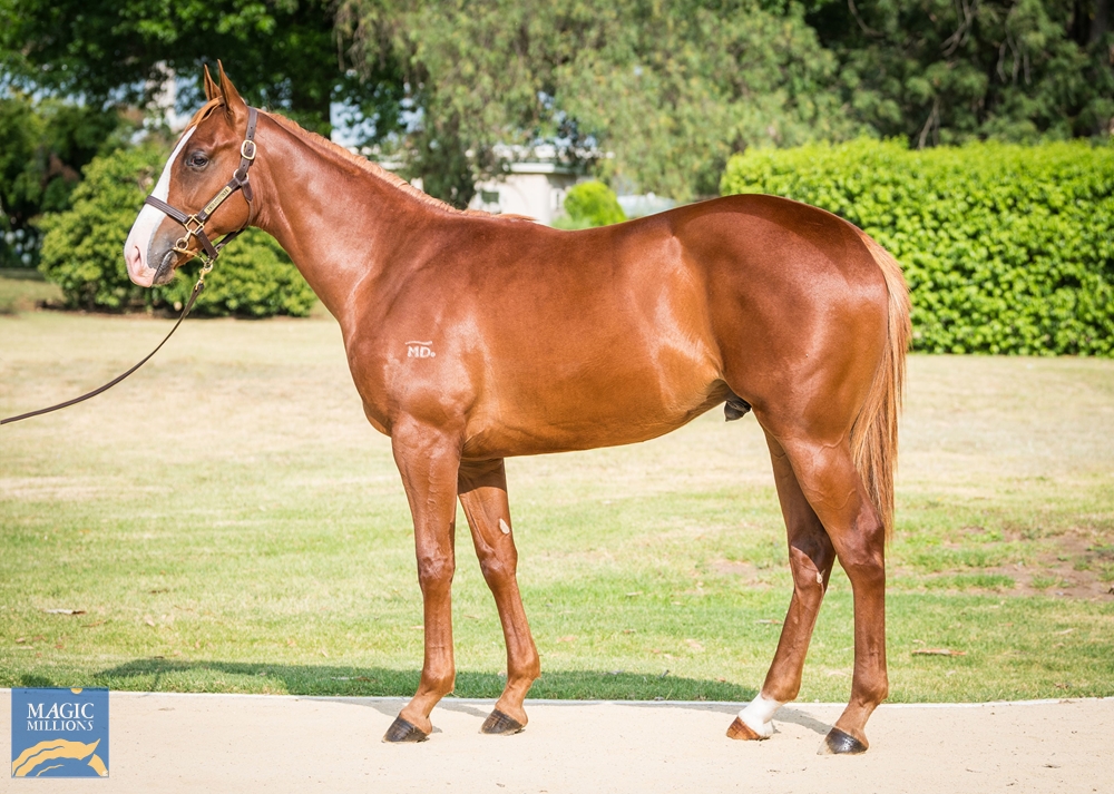 Admire Mars (JPN) / Fastnet Heart (AUS) 2022 Colt - Image 1