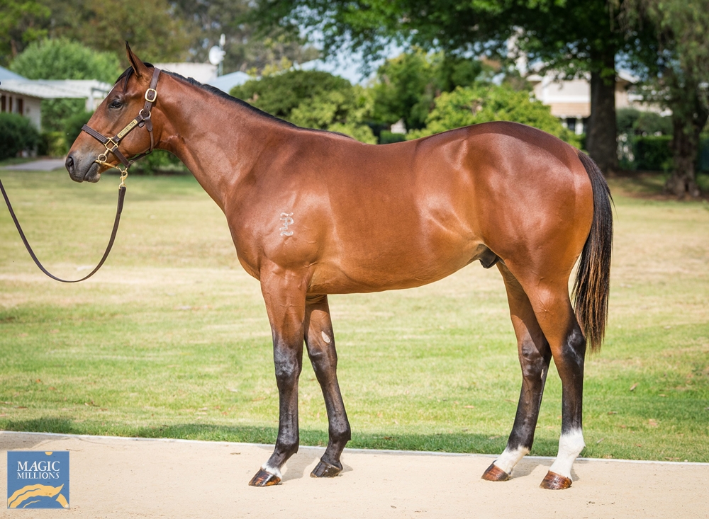 Invader (AUS) / Quick Verse (AUS) 2022 Colt - Image 1