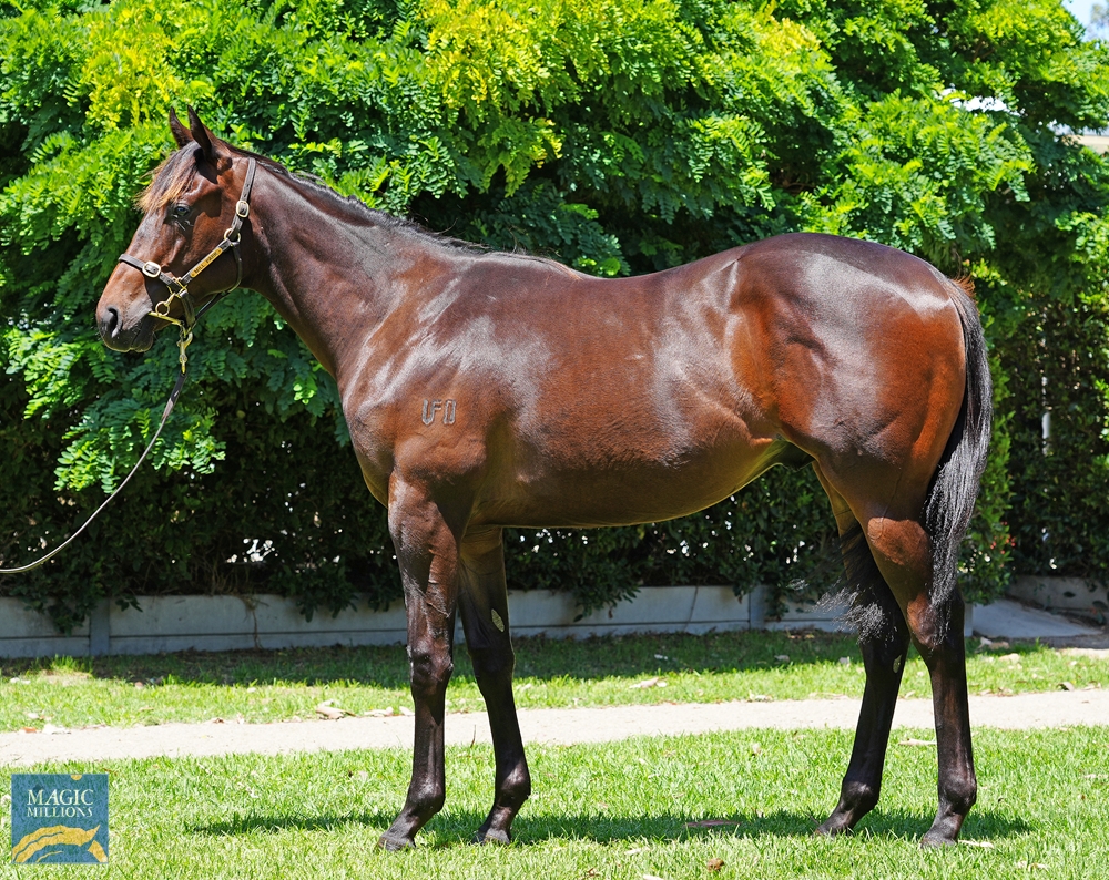 Wootton Bassett (GB) / Grabbing Glory (AUS) 2022 Colt - Image 1