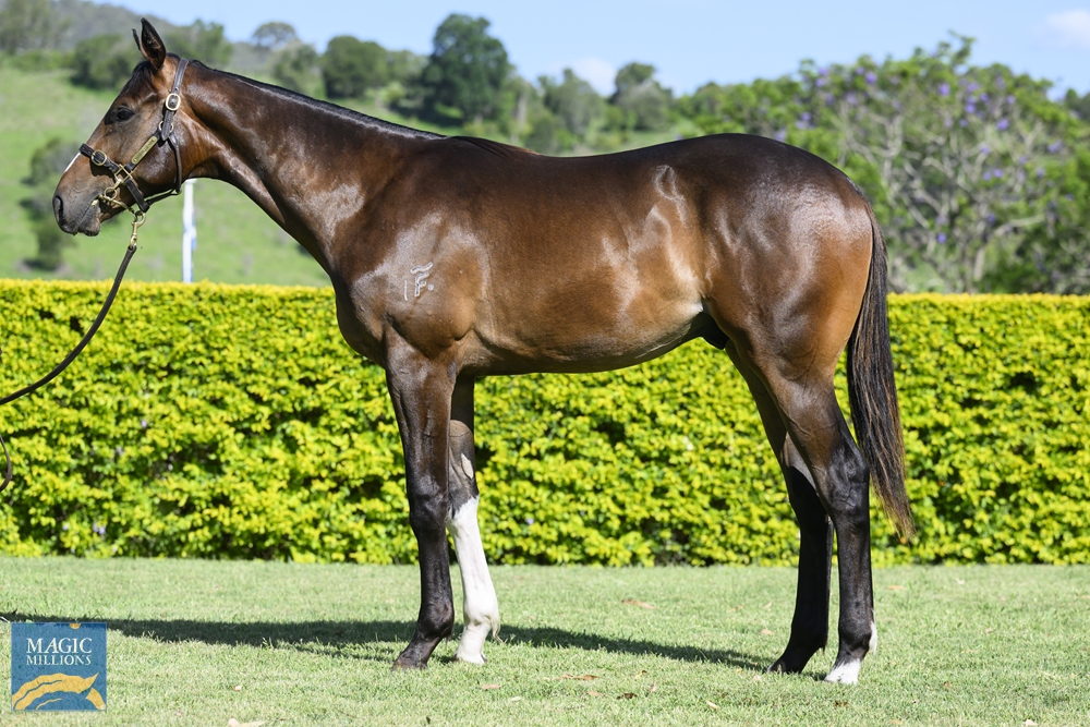 Better Than Ready (AUS) / Golden Edict (USA) 2022 Colt - Image 1