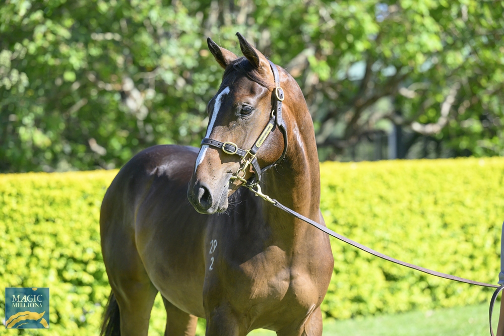 Better Than Ready (AUS) / Golden Edict (USA) 2022 Colt - Image 2