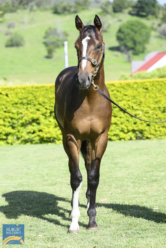Better Than Ready (AUS) / Golden Edict (USA) 2022 Colt - Image 3