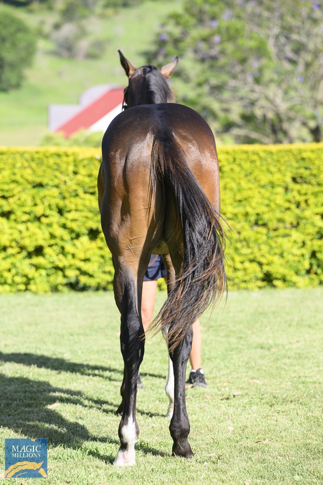 Better Than Ready (AUS) / Golden Edict (USA) 2022 Colt - Image 4