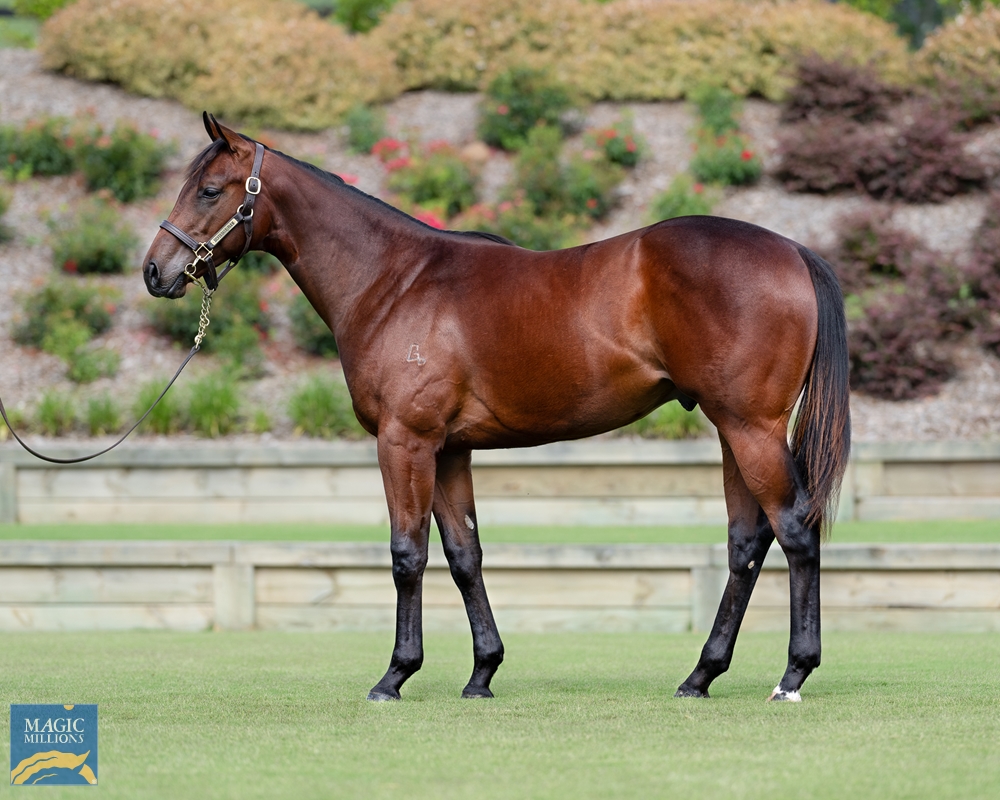 Capitalist (AUS) / Tatcee (AUS) 2022 Colt - Image 1