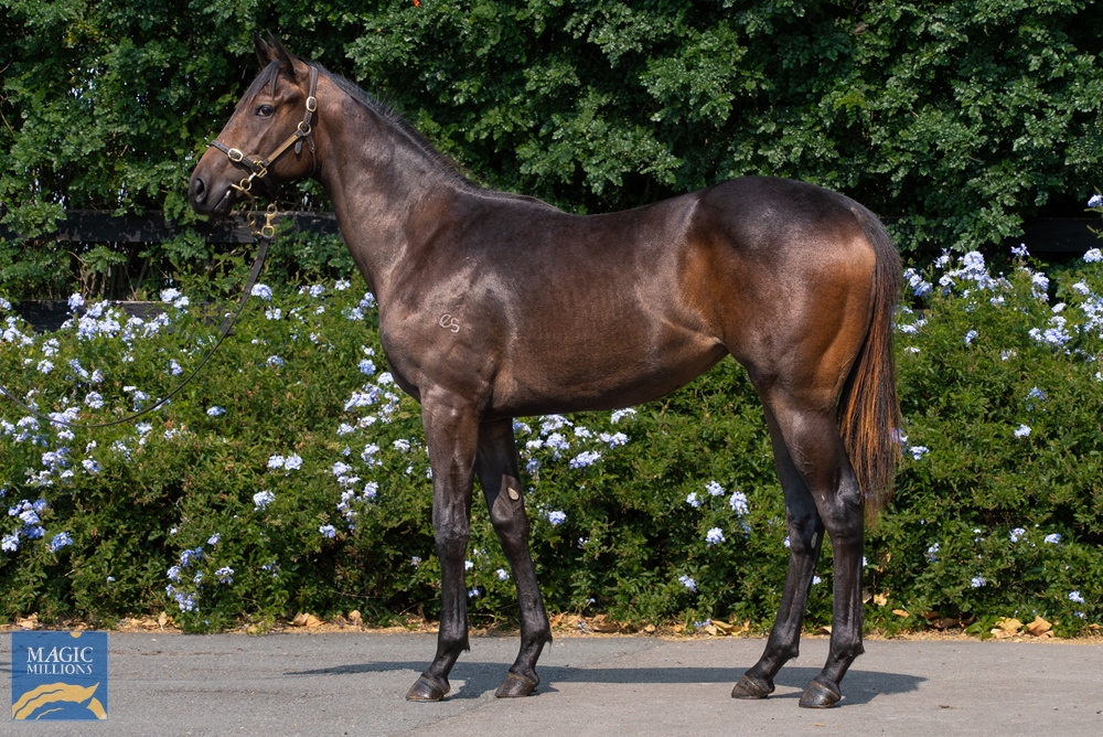 Cosmic Force (AUS) / Words (AUS) 2022 Filly - Image 1