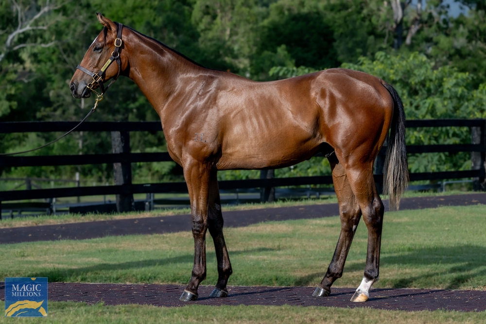 Ole Kirk (AUS) / Perfect Impression (AUS) 2022 Colt - Image 1