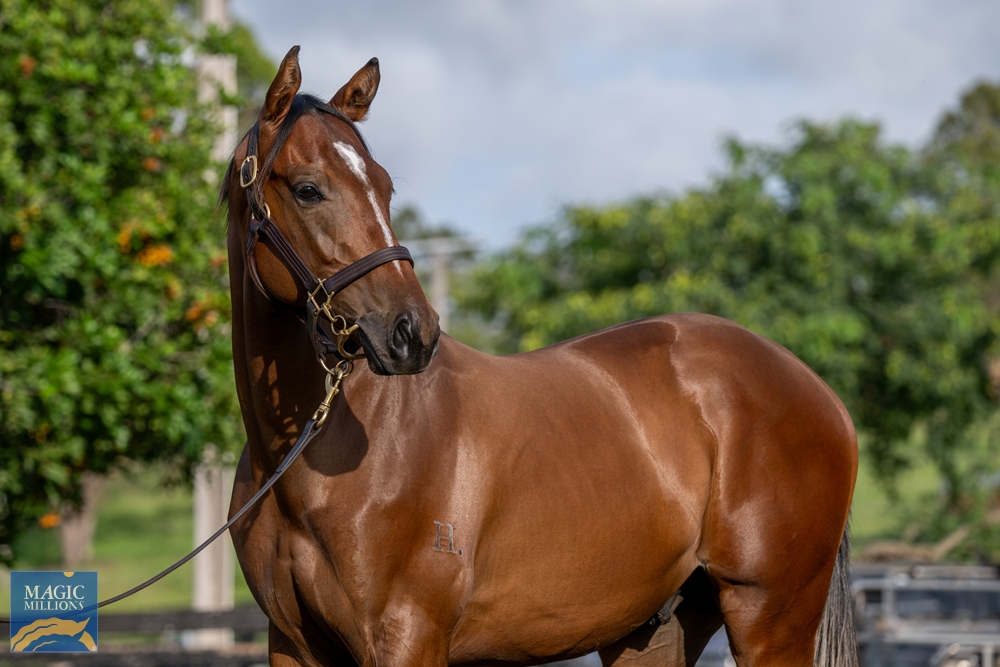 Ole Kirk (AUS) / Perfect Impression (AUS) 2022 Colt - Image 2