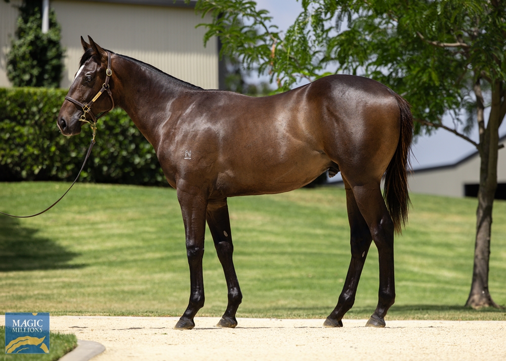 North Pacific (AUS) / Sprightly Lass (AUS) 2022 Colt - Image 1