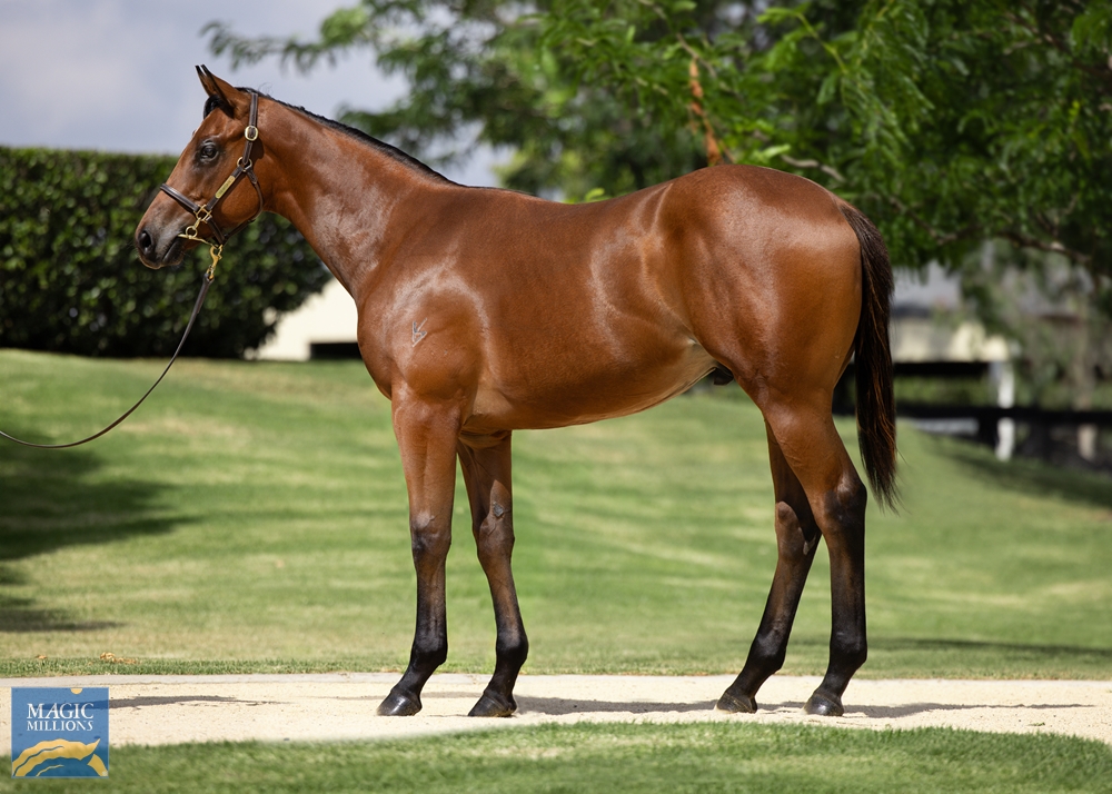 I Am Invincible (AUS) / Diamond Drille (AUS) 2022 Colt - Image 1