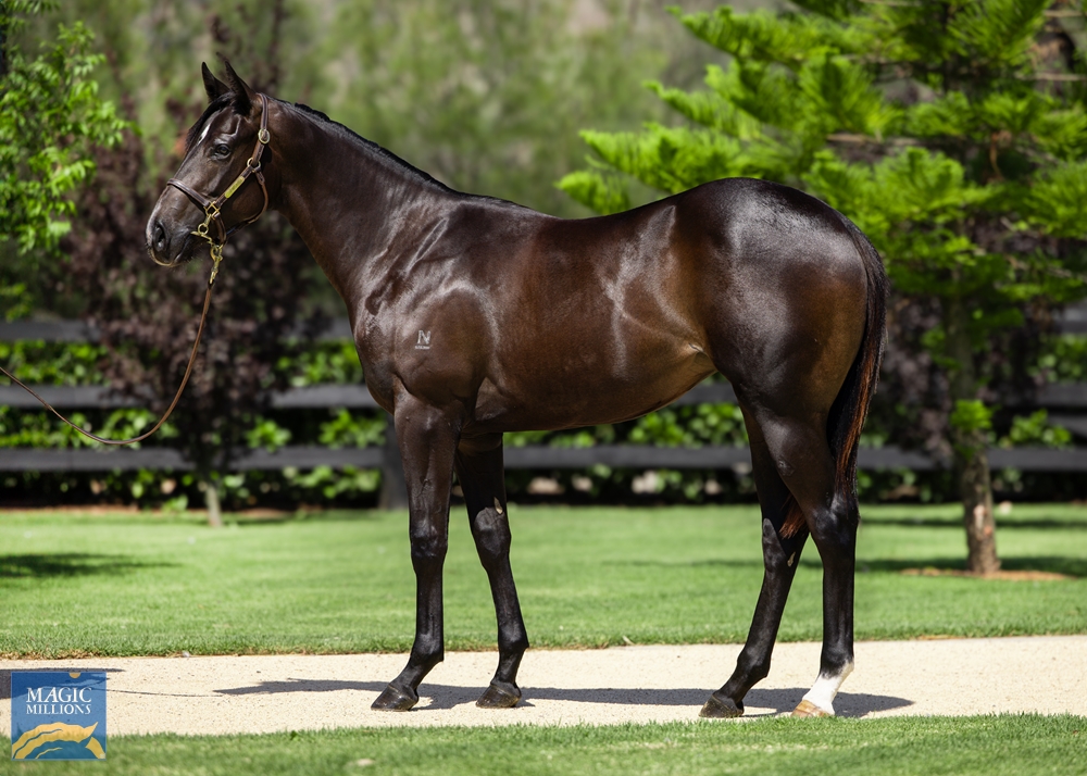 North Pacific (AUS) / Janast (AUS) 2022 Filly - Image 1