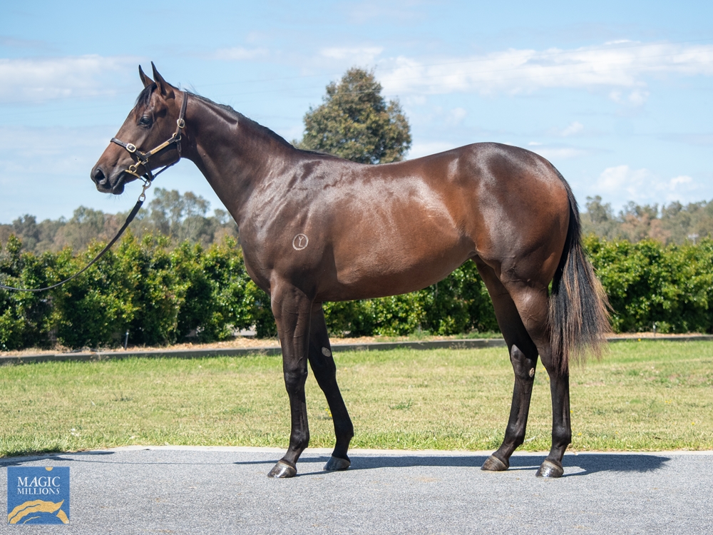 Zoustar (AUS) / Spot the Diff (AUS) 2022 Filly - Image 1