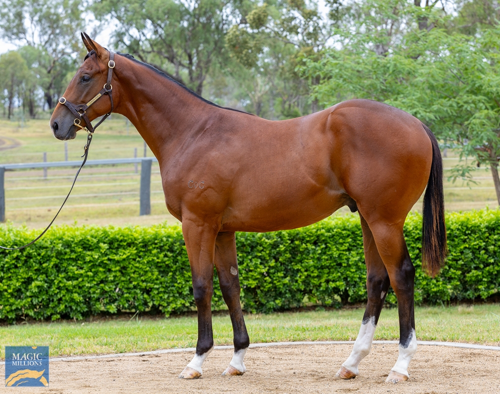 Spirit of Boom (AUS) / Assertory (AUS) 2022 Colt - Image 1