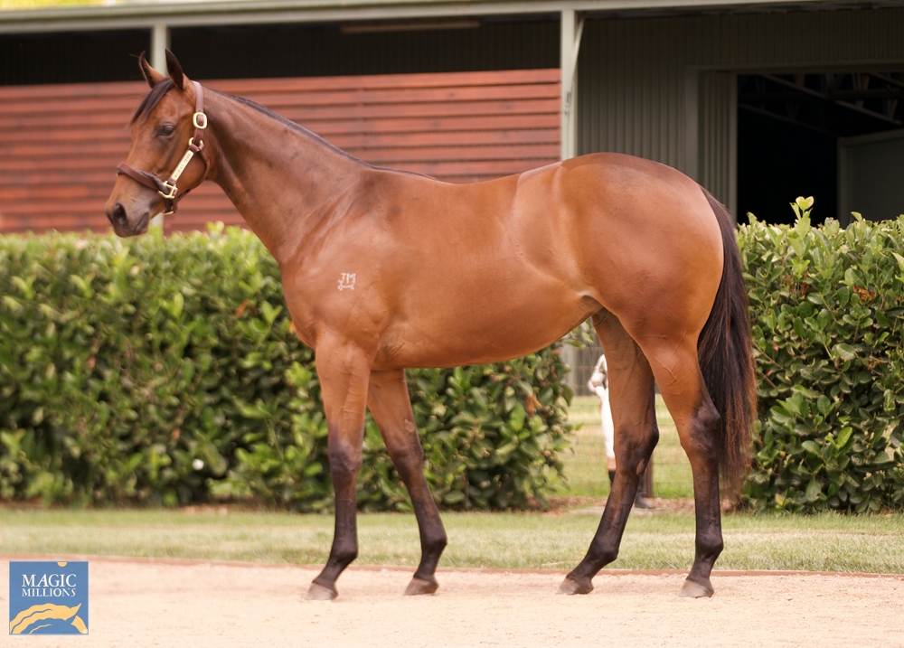 I Am Invincible (AUS) / Futooh (AUS) 2022 Filly - Image 1