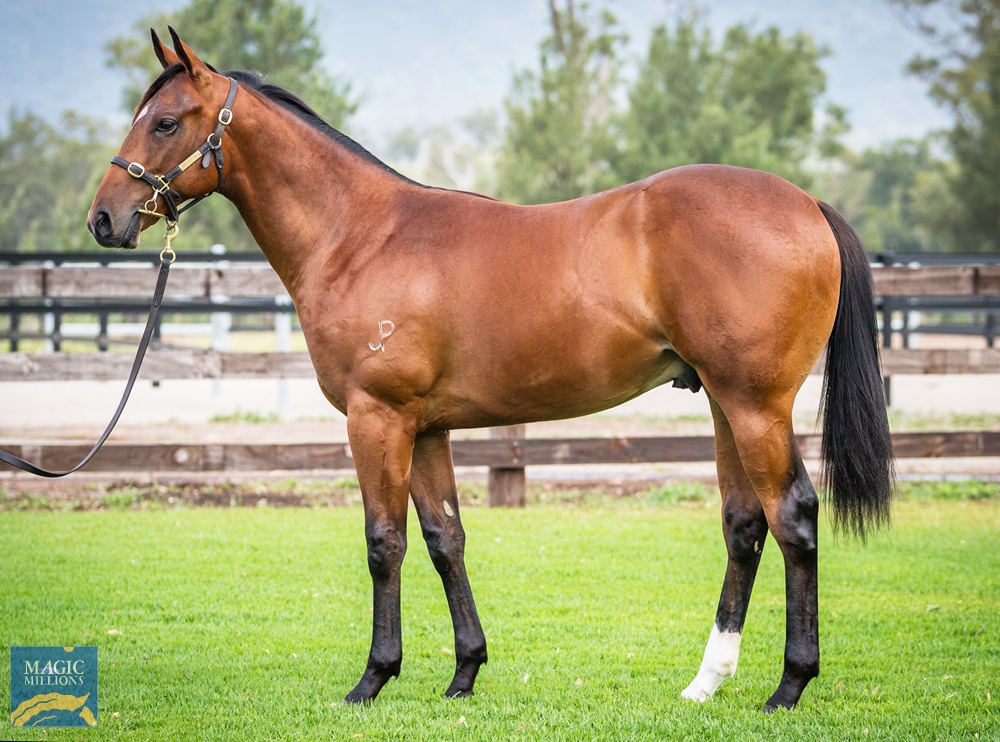 Headwater (AUS) / Wicked (AUS) 2022 Colt - Image 1