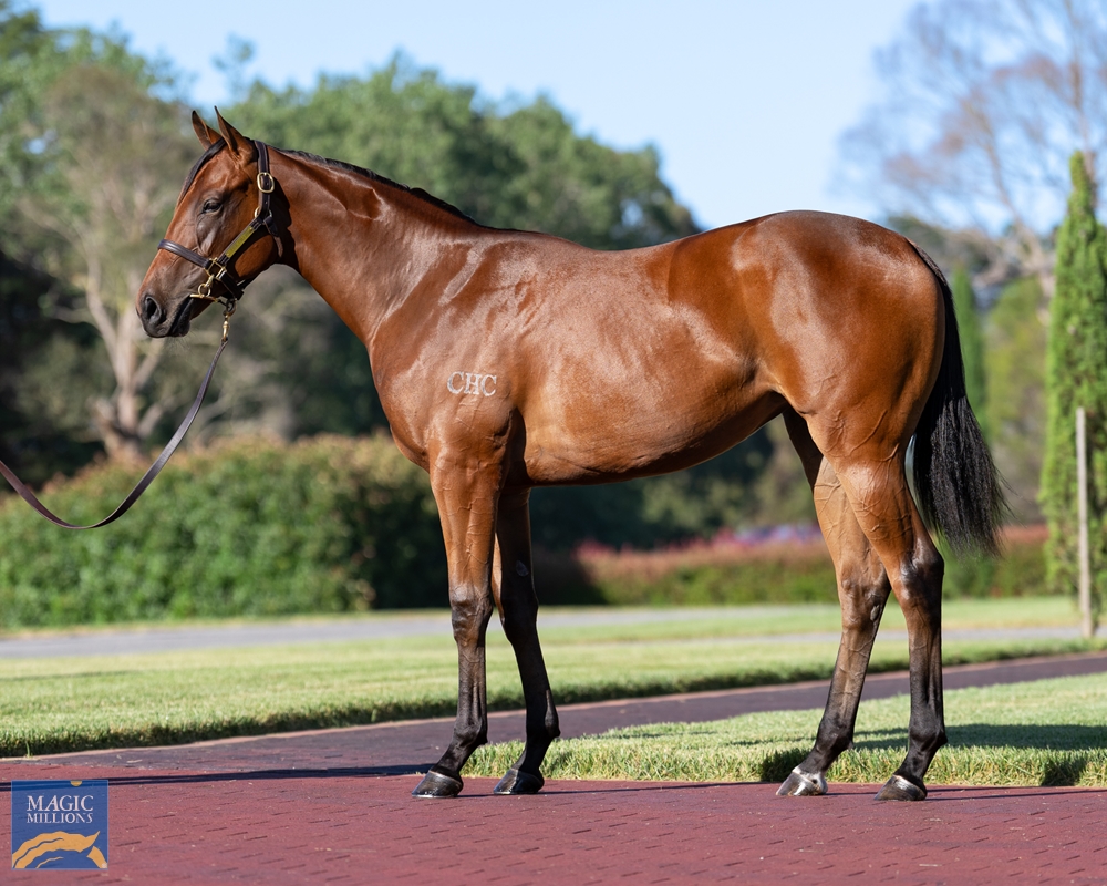 Zoustar (AUS) / Capella (NZ) 2022 Filly - Image 1