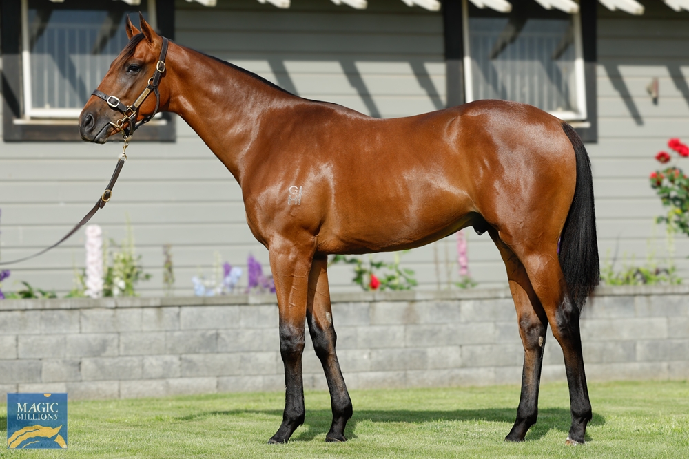 Tarzino (NZ) / Peroxide Blonde (AUS) 2022 Colt - Image 1