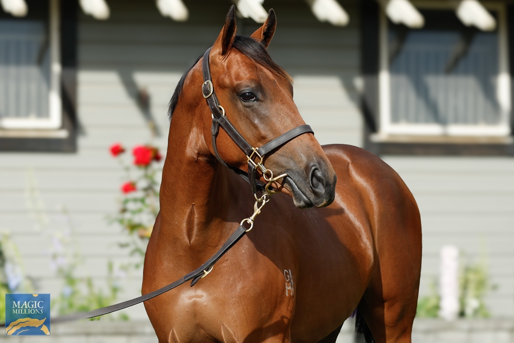 Tarzino (NZ) / Peroxide Blonde (AUS) 2022 Colt - Image 2