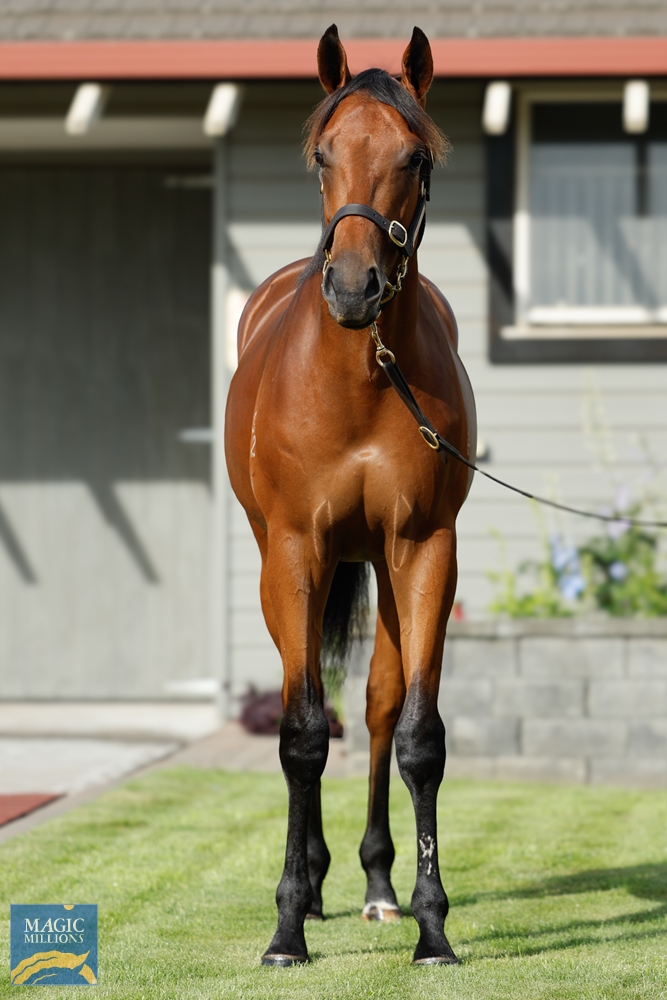 Tarzino (NZ) / Peroxide Blonde (AUS) 2022 Colt - Image 3