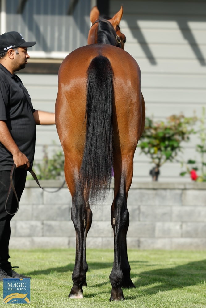 Tarzino (NZ) / Peroxide Blonde (AUS) 2022 Colt - Image 4