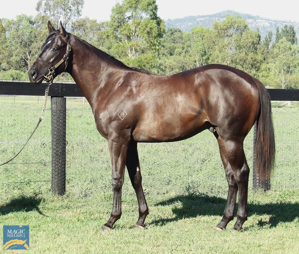 Dirty Work (AUS) / Caesarissa (AUS) 2022 Colt - Image 1