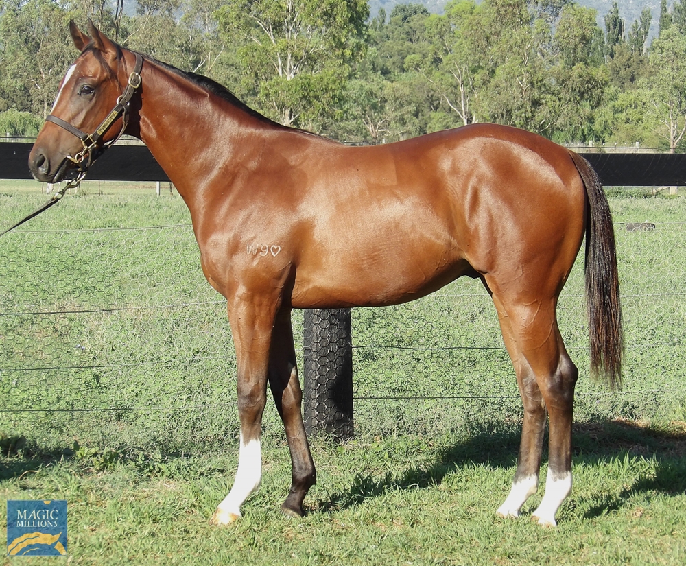 Astern (AUS) / Pastis (AUS) 2022 Colt - Image 1