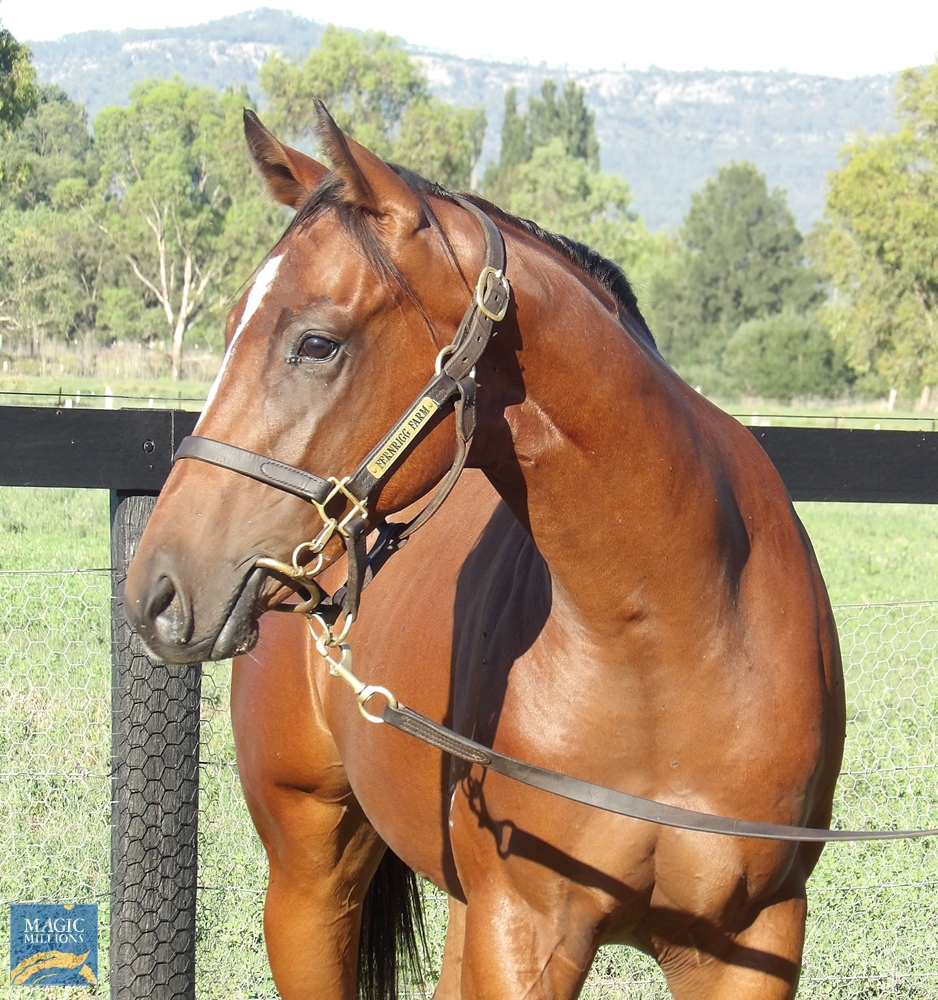 Astern (AUS) / Pastis (AUS) 2022 Colt - Image 2