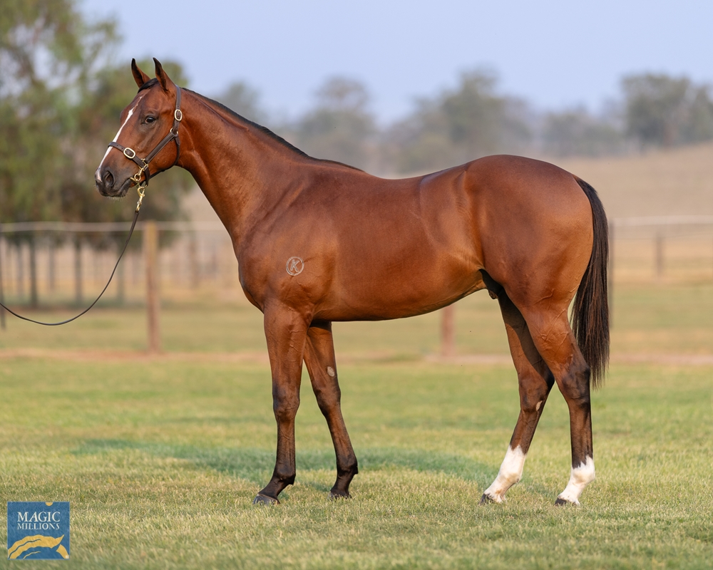 Microphone (AUS) / Miss Cooper (AUS) 2022 Colt - Image 1