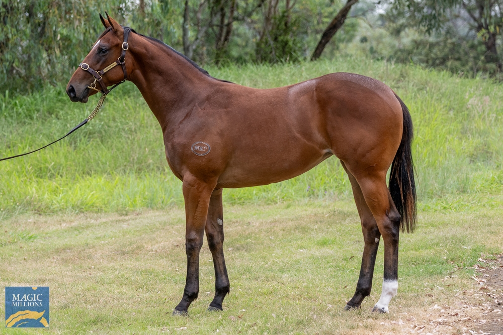 Puissance de Lune (IRE) / Gioe (AUS) 2022 Filly - Image 1