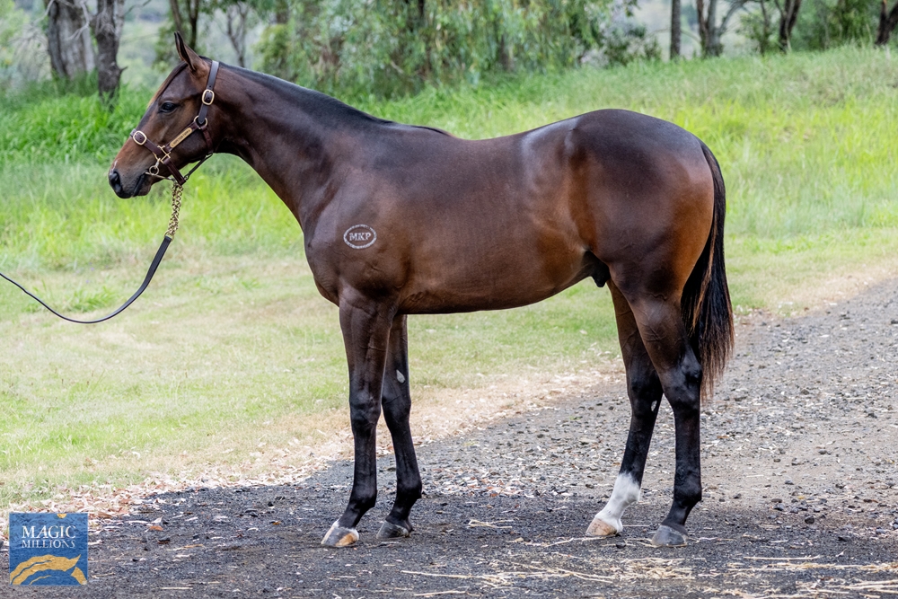Brutal (NZ) / Spendin' It (AUS) 2022 Colt - Image 1