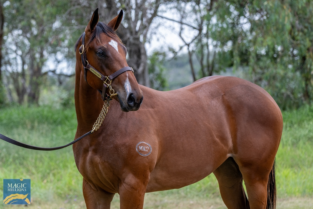 Puissance de Lune (IRE) / Gioe (AUS) 2022 Filly - Image 2