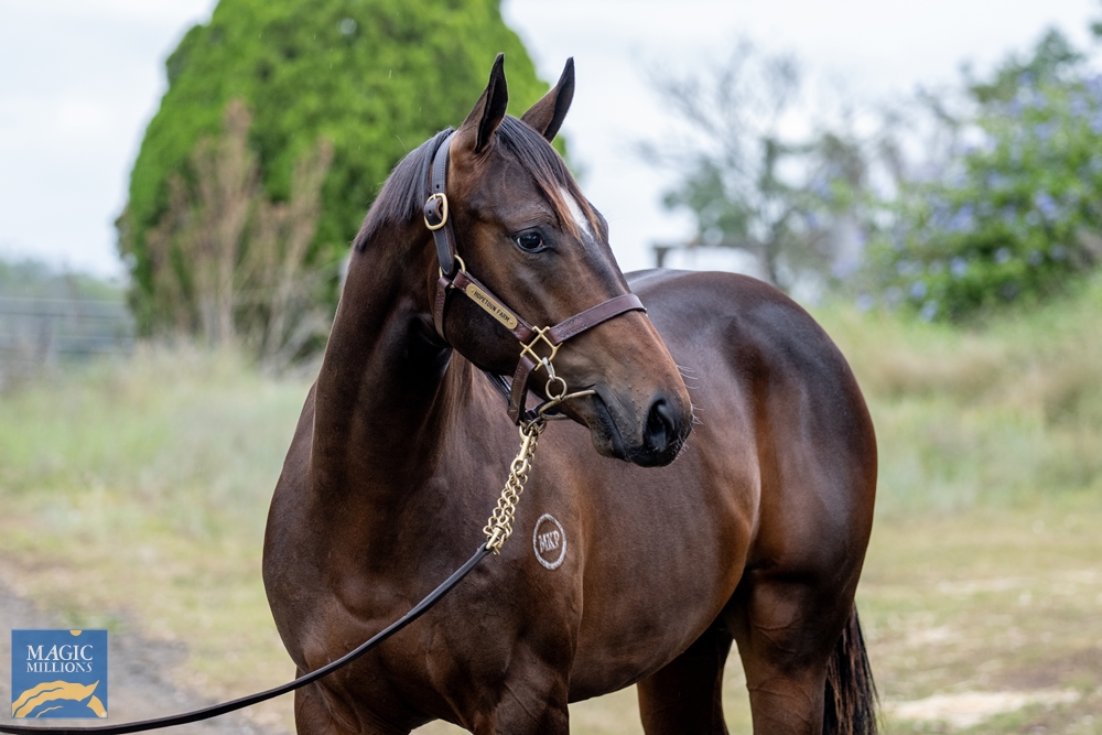 Brutal (NZ) / Spendin' It (AUS) 2022 Colt - Image 2