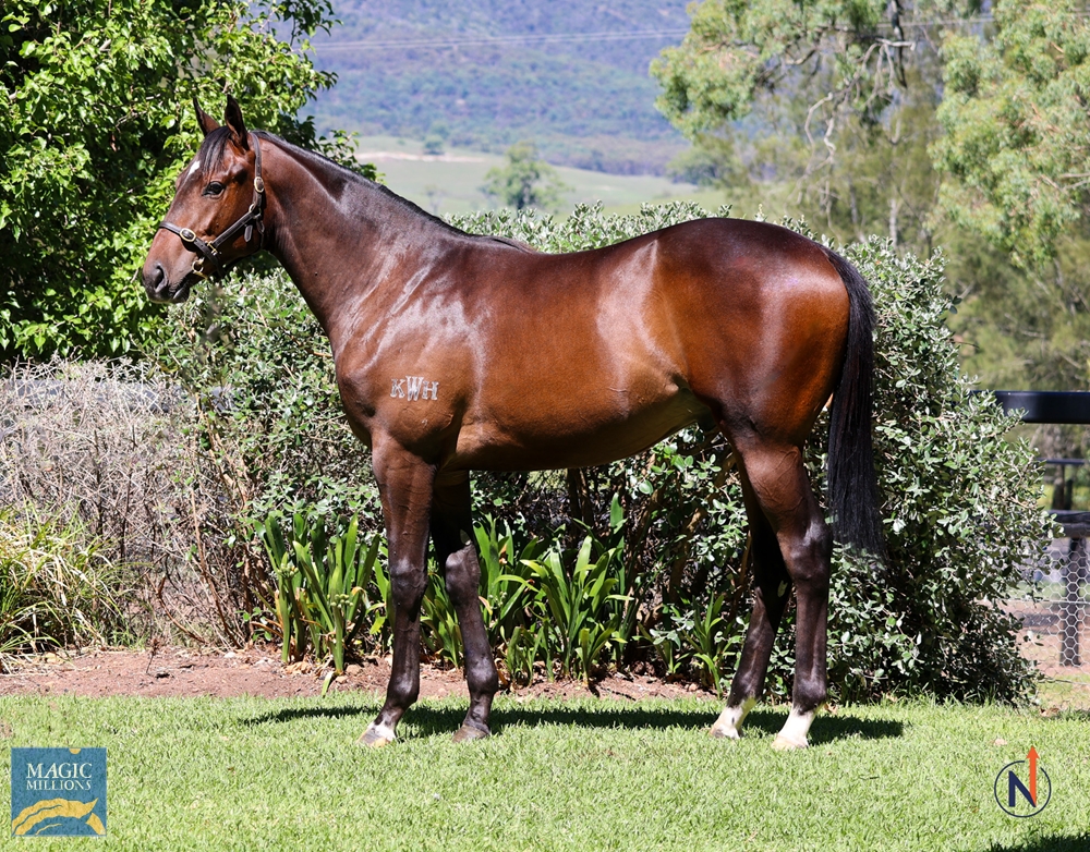 Wootton Bassett (GB) / Typhoon Tess (AUS) 2022 Colt - Image 1