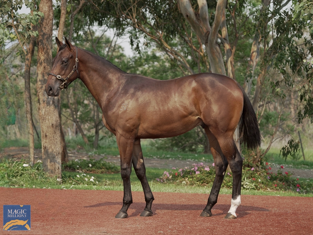 Better Than Ready (AUS) / Glengal (AUS) 2022 Colt - Image 1