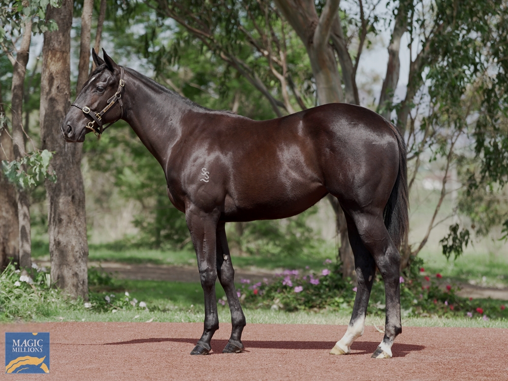 North Pacific (AUS) / My Sister Carole (AUS) 2022 Filly - Image 1